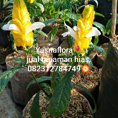 jual tanaman lolipop 