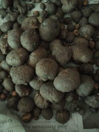 porang kecil