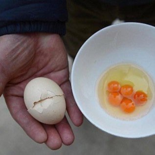 Jual Telur ayam kampung Fress