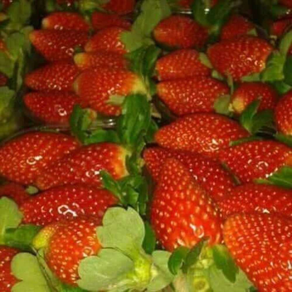 STRAWBERRY SEGAR