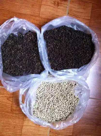 Grosir Lada hitam