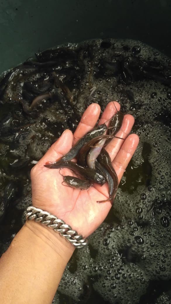 BIBIT IKAN LELE 7-8 CM 