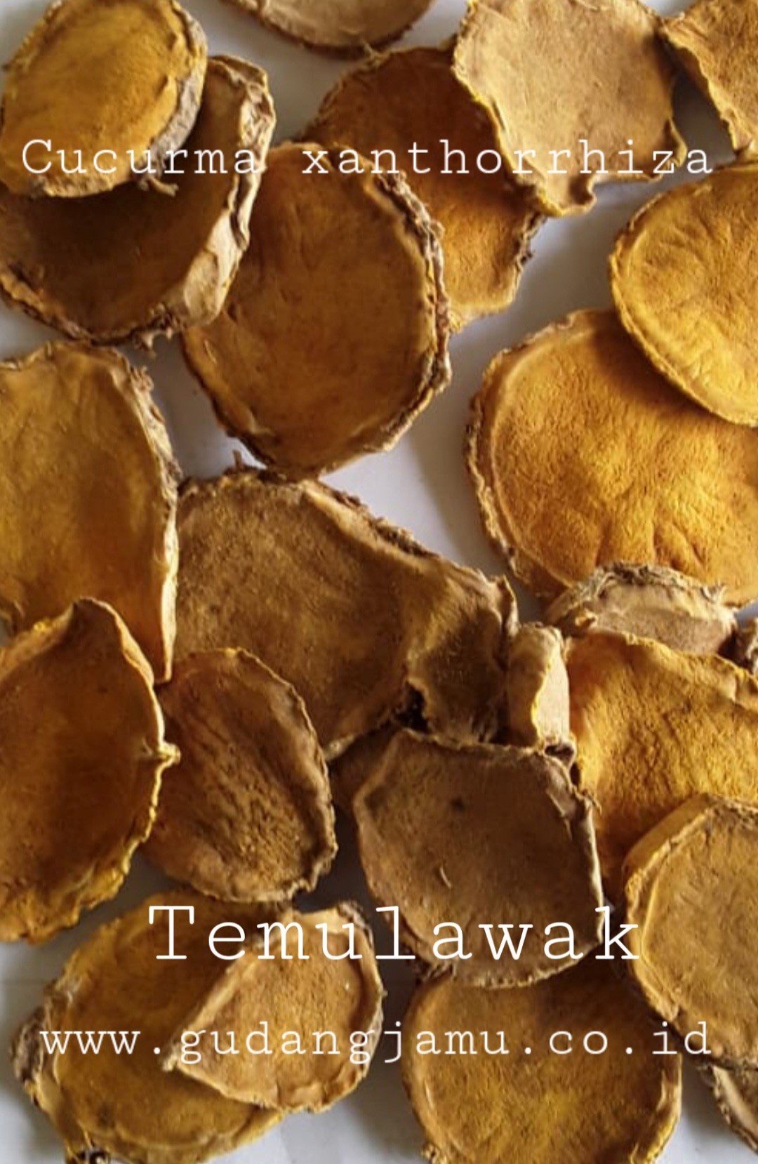 TEMULAWAK CUCURMA XANTHORRHIZA