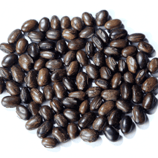 Kacangan Mucuna Bracteata