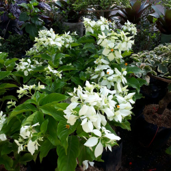 jual pohon nusa indah