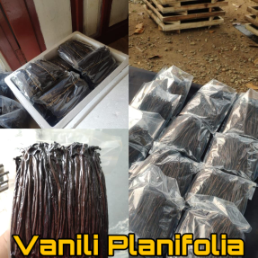vanili kering