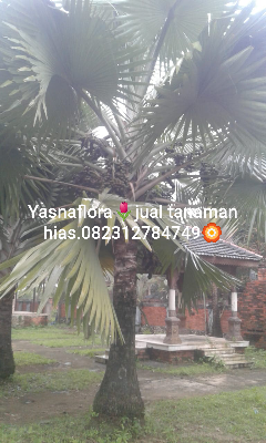 jual palem bismarkia 