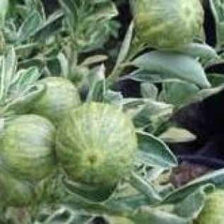bibit jambu zebra dengan buah dan daun belang unik menggiurkan