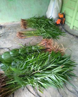 jual bibit jernang aceh