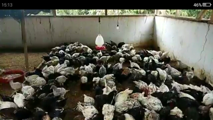 ayam kampung