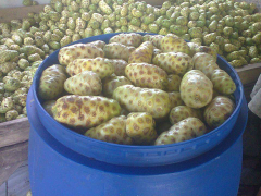 buah mengkudu segar bogor