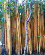 jual pohon bambu kuning.
