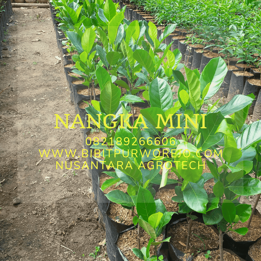Bibit Jeruk Nagami