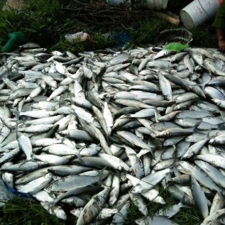 ikan bandeng segar