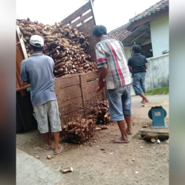 Singkong bahan keripik