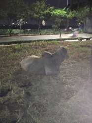 jual hewan kurban