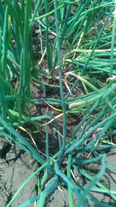 JUAL BAWANG MERAH ASLI BREBES