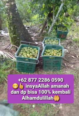 Jeruk Siam asli Pontianak