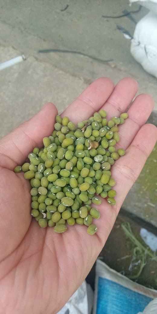 Kacang Hijau Lokal Bening dan Butek