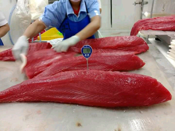 ikan tuna loin