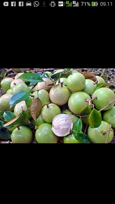 buah kenitu/sawo susu