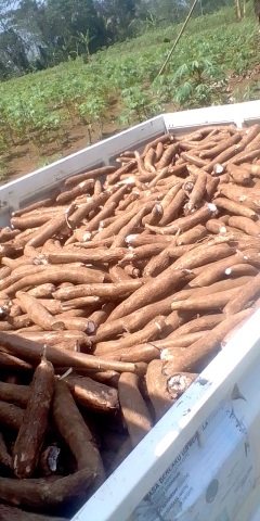jual singkong pres