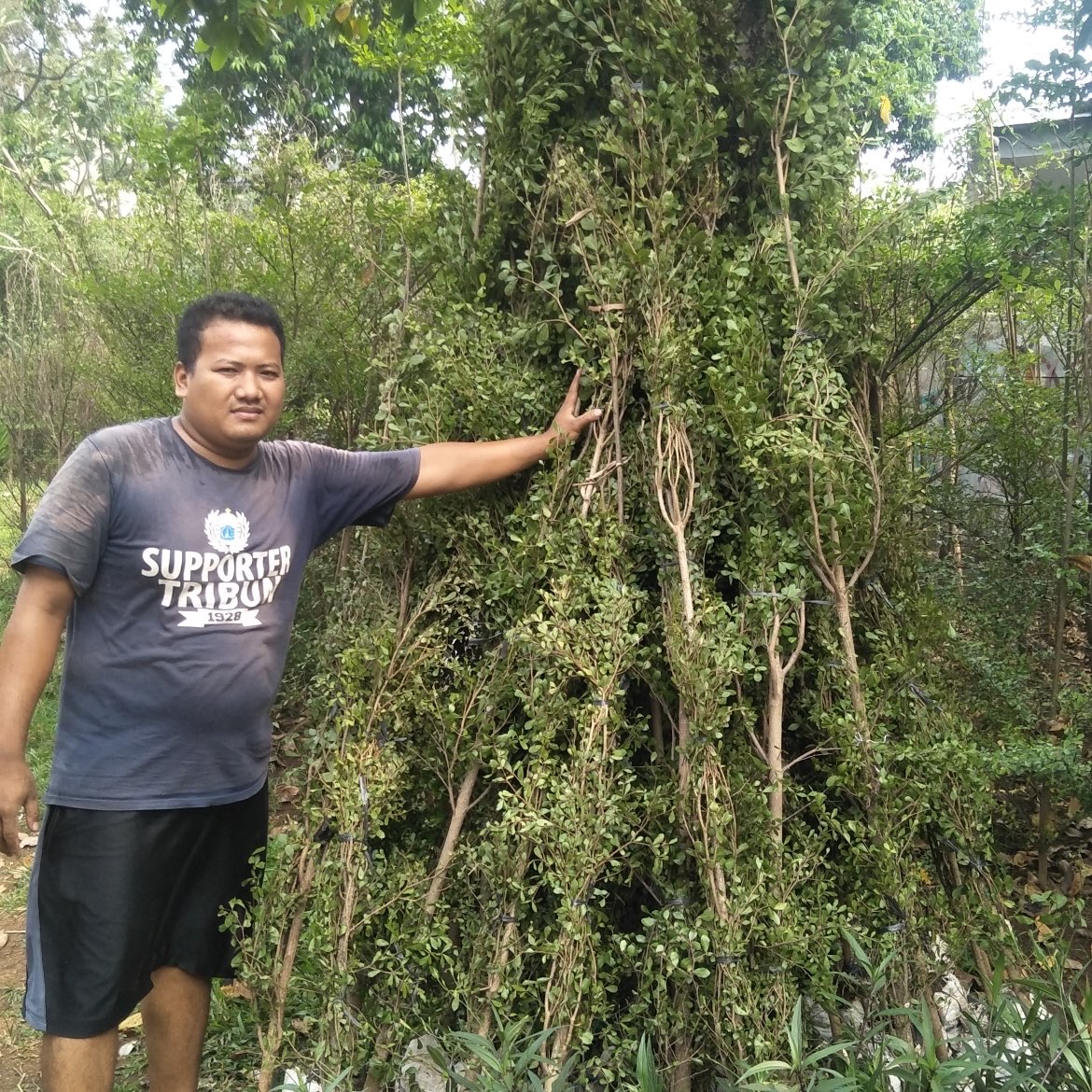 jual pohon ketapang kencana 