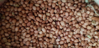 kacang tanah