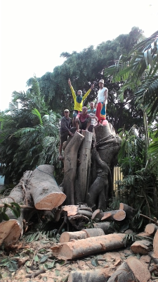 jasa tebang pohon 