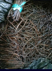 vanili gourmet planifolia asli papua