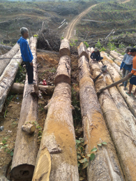 jual kayu lok bulat
