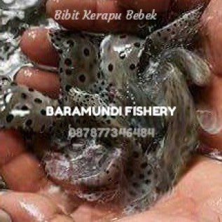 Bibit Kerapu Tikus