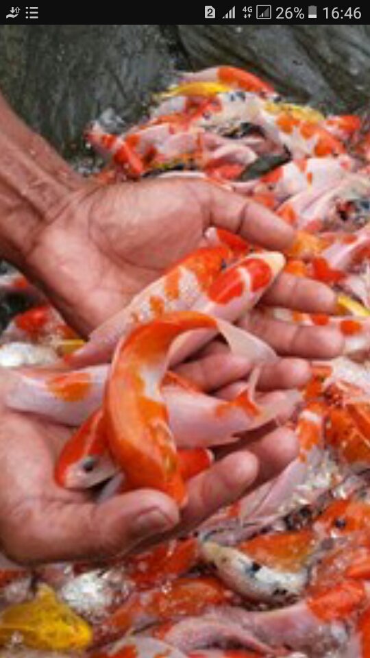 ikan mas koi