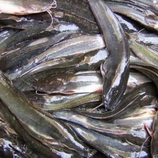 Di jual ikan lele konsumsi siap panen