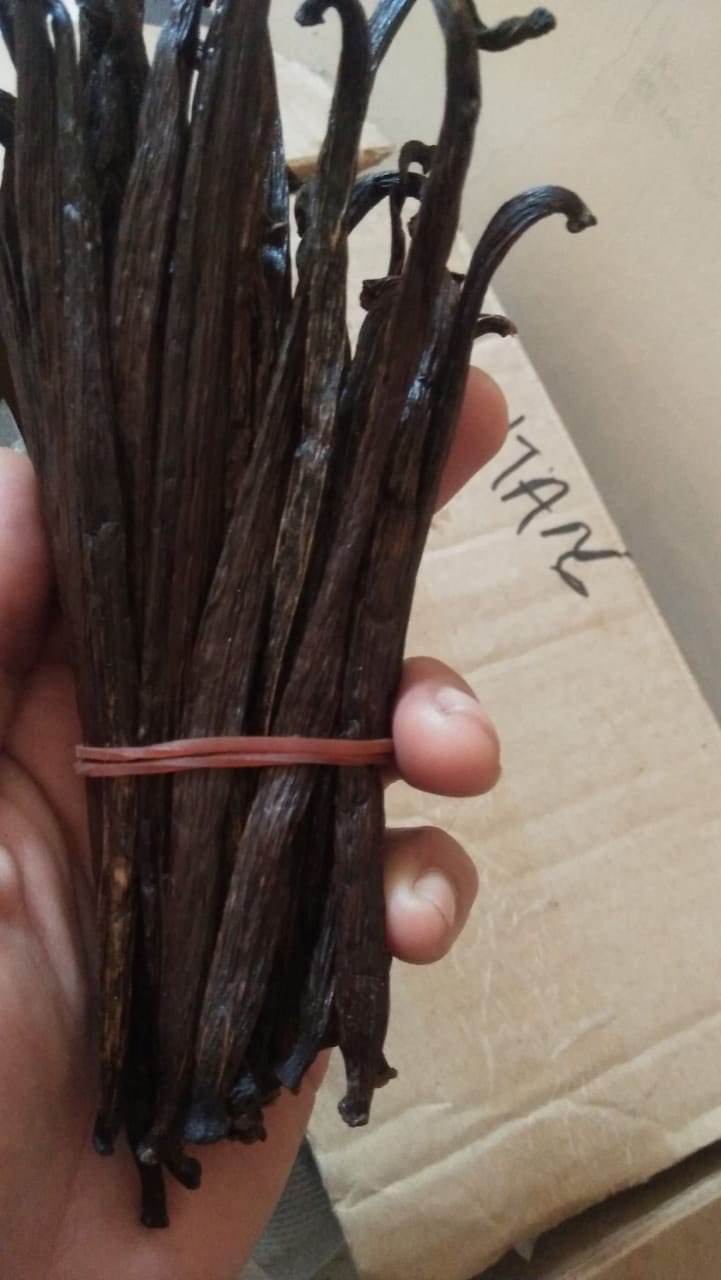 jual vanili tahiti, bisa kontinyu perbulan