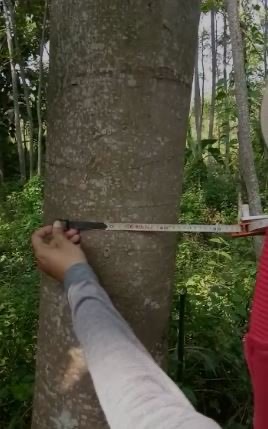SIAP PANEN - Pohon kayu albasia solomon / sengon - Harga Special !!!