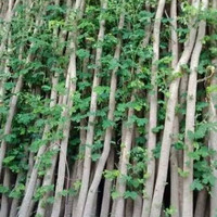 jual pohon trembesi 