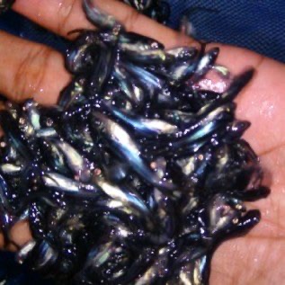 Jual benih Patin super Siam