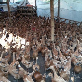 Jual DOD atau Bibit Bebek Mojosari Petelur Untuk Wilayah Papua
