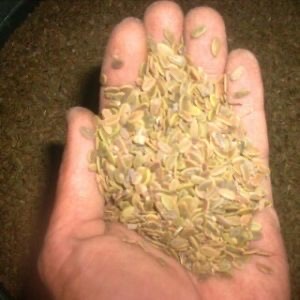 jual biji sengon di pemalang
