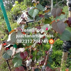 jual pohon waru merah 