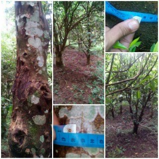 jual pohon Gaharu