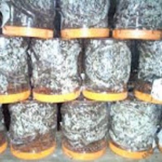 JUAL bibit Semut Rangrang Surabaya