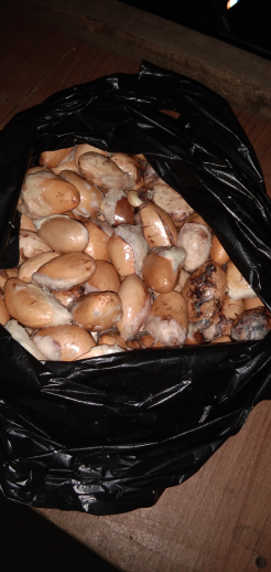 Jual Biji Durian Montong Stok Melimpah