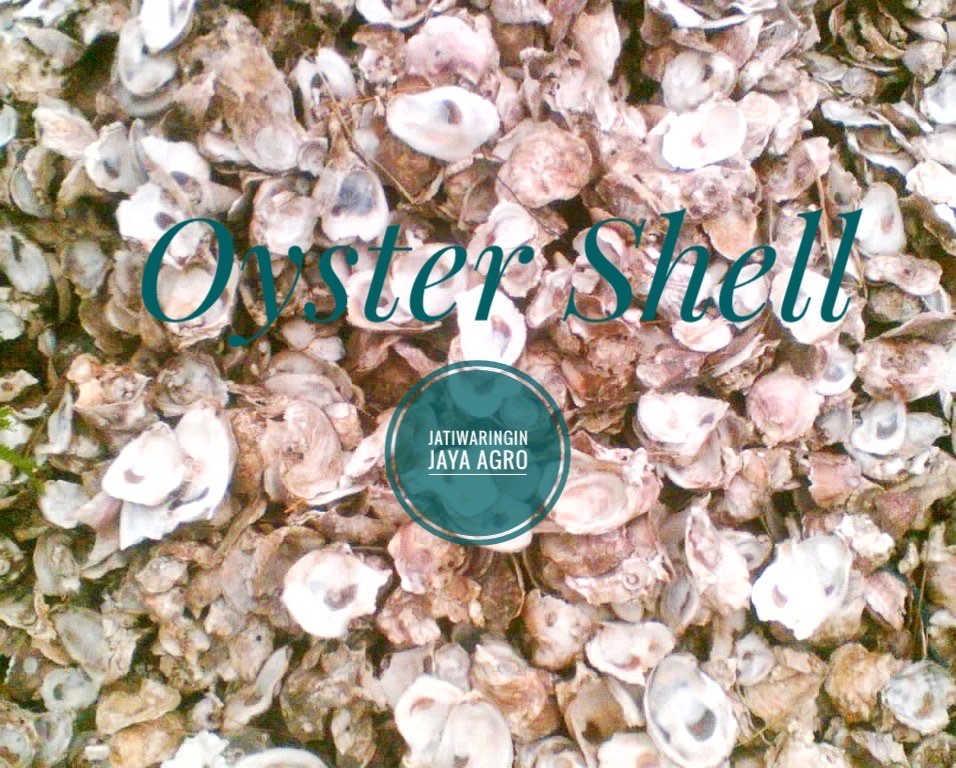 Kulit Tiram & Tepung Kulit Tiram Oyster Shell
