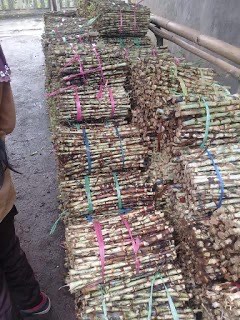 bibit rumput odot 