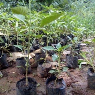 Jual bibit pohon cabe rawit