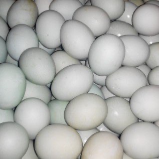 Telur Bebek Angon Karawang kualitas terbaik