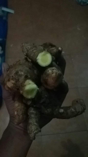 kunyit putih