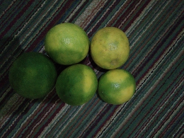 Jual Lemon california
